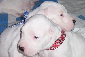 dogo puppy picture